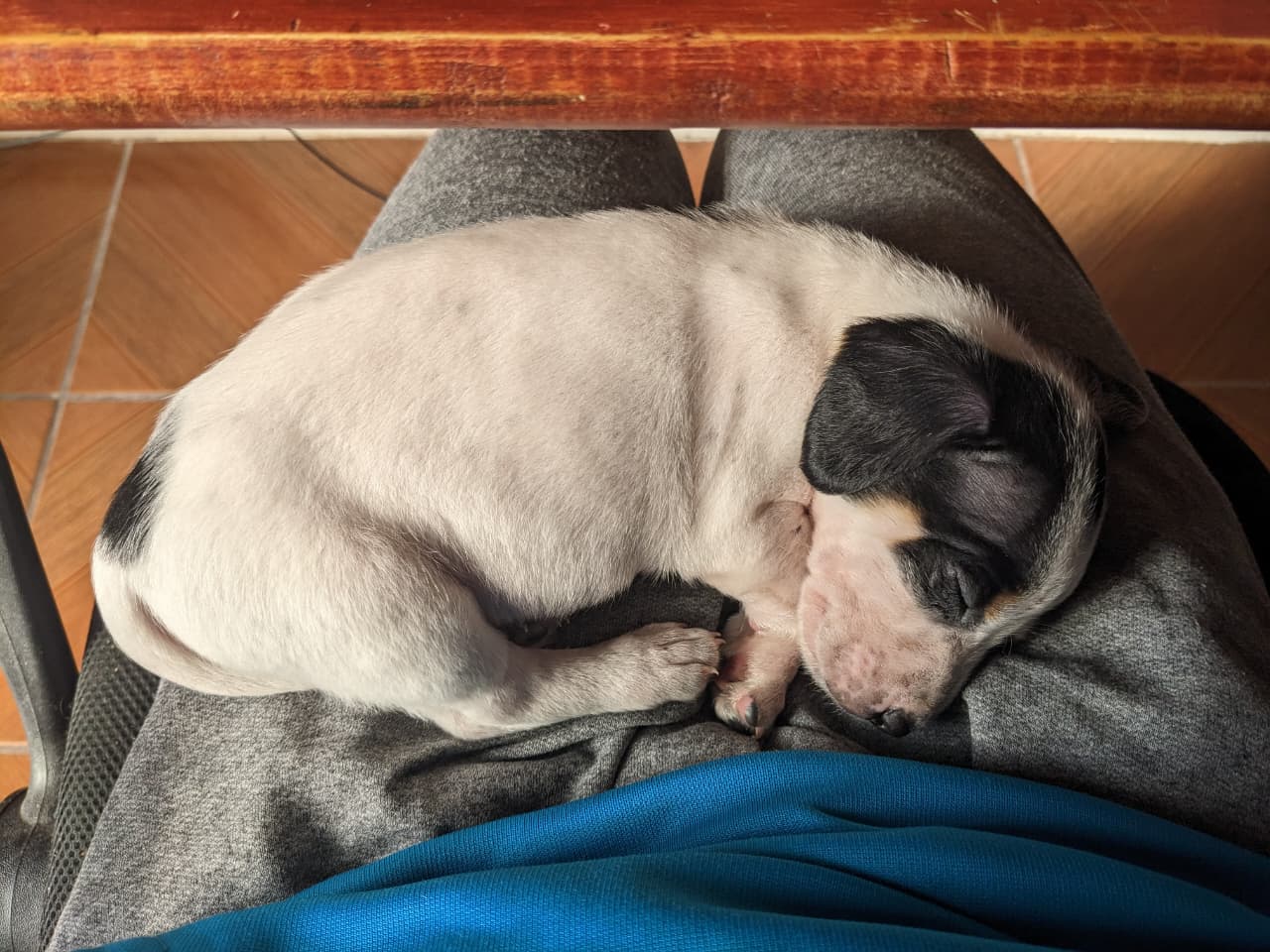 Carlitos, mi nuevo perrito roomie